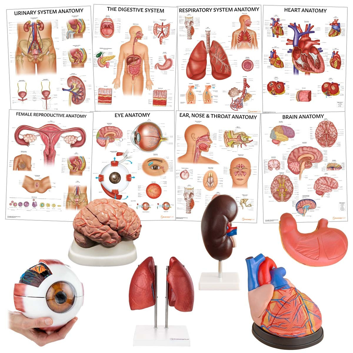 <strong>Organ Anatomy Collection</strong>