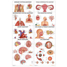 Switch 8 Posters Covering Organ Anatomy 2 image