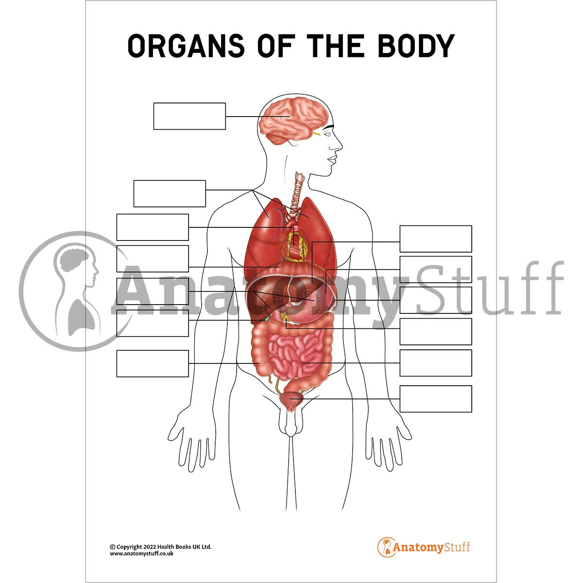 Organs Of The Body Poster / Worksheet  (Interactive & Printable PDF)