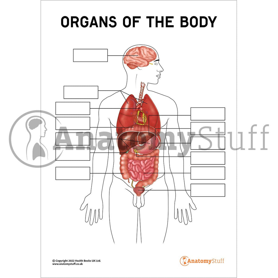 Organs Of The Body Poster / Worksheet  (Interactive & Printable PDF)