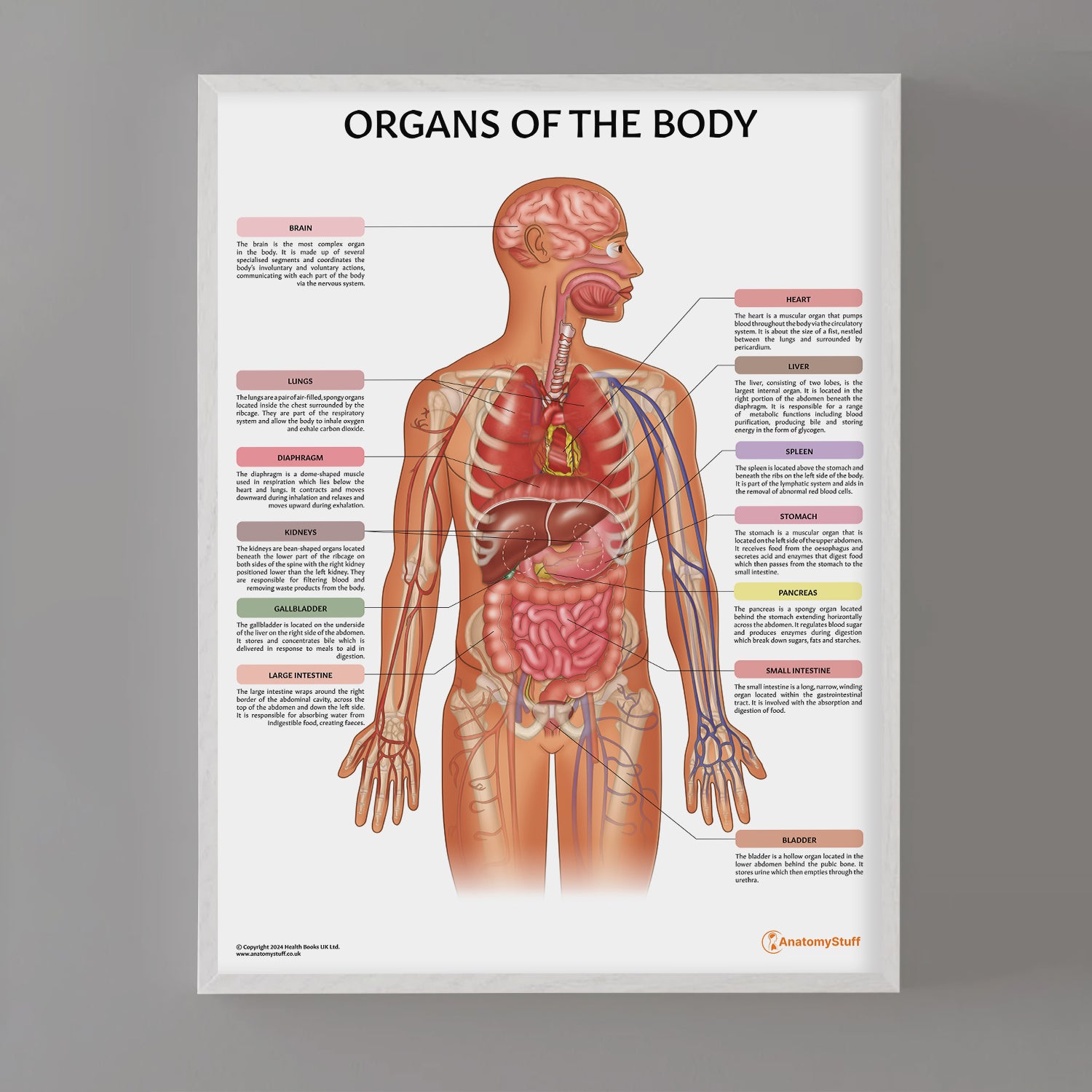 Printable Anatomy Diagrams
