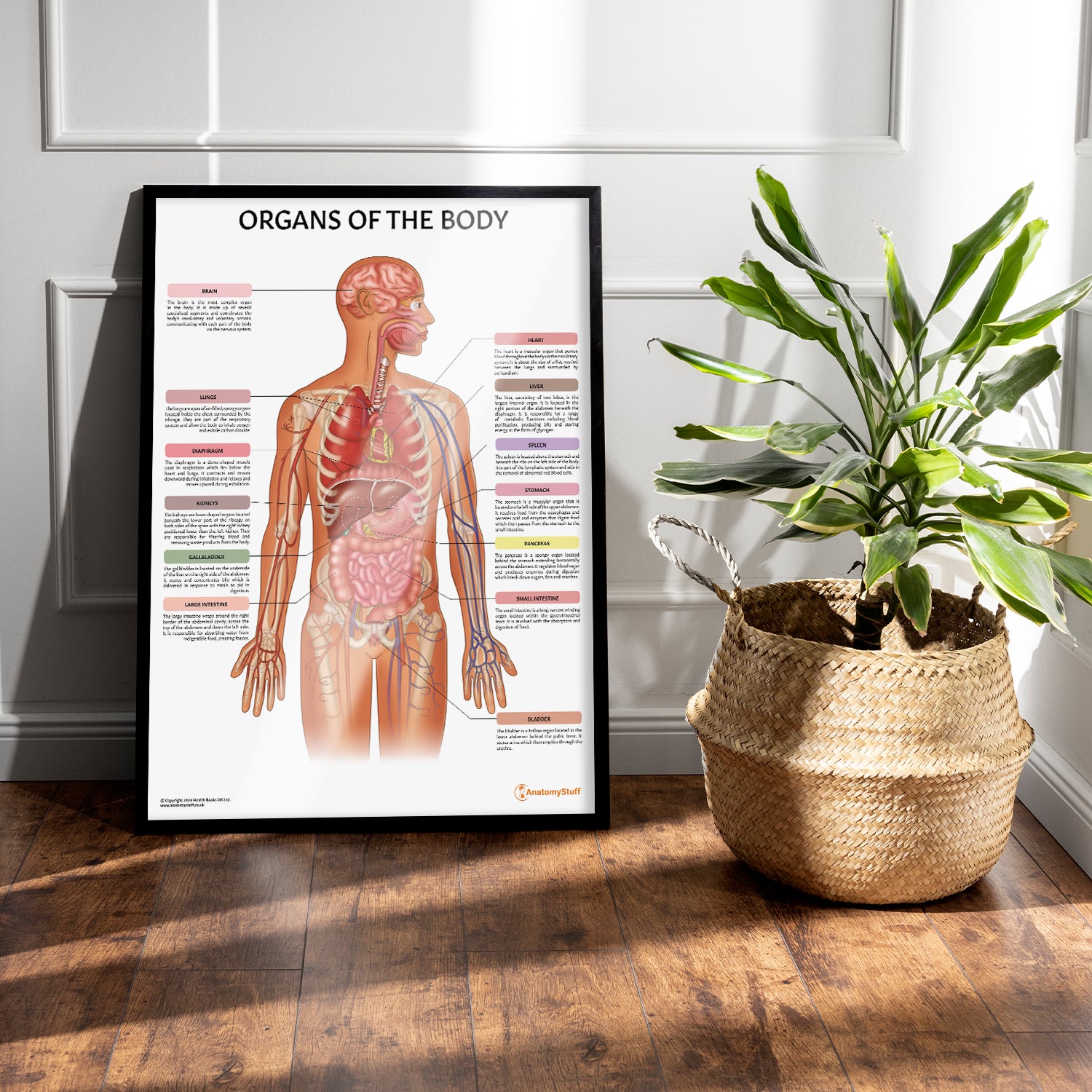 Body Anatomy Organs Chart What Are Organs? | Human Body Organs For