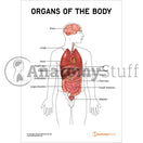 Switch Organs of the body downloadable PDF 2 image