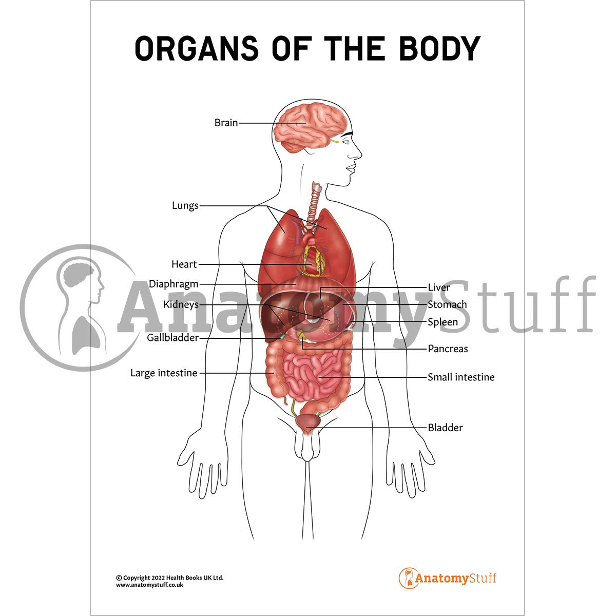 Organs Of The Body Poster / Worksheet  (Interactive & Printable PDF)