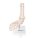 Switch Foot Model in Orthopaedic Starter Pack Bundle 2 image
