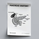 Switch Pancreas Anatomy Poster PDF 2 image