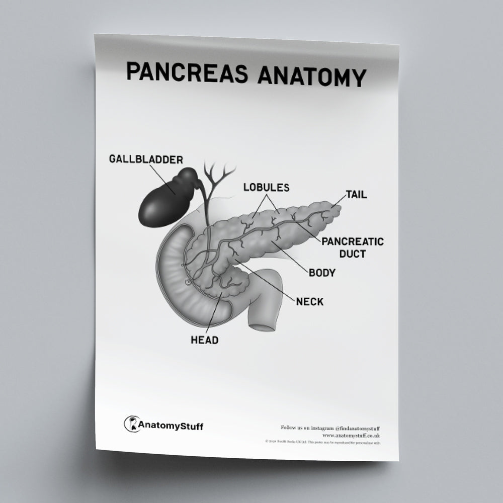 Pancreas Anatomy Poster PDF