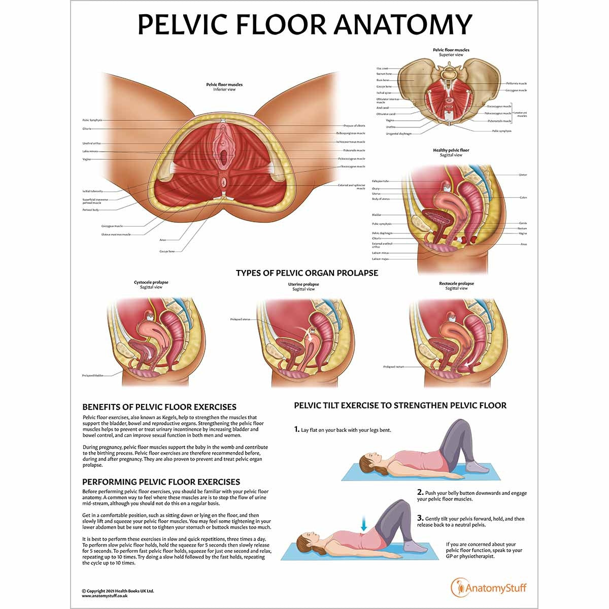 Pelvic Floor Anatomy Collection
