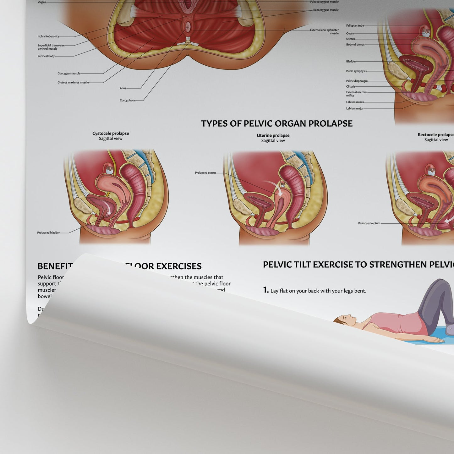 Pelvic Floor Anatomy Chart / Poster - Part of Collection