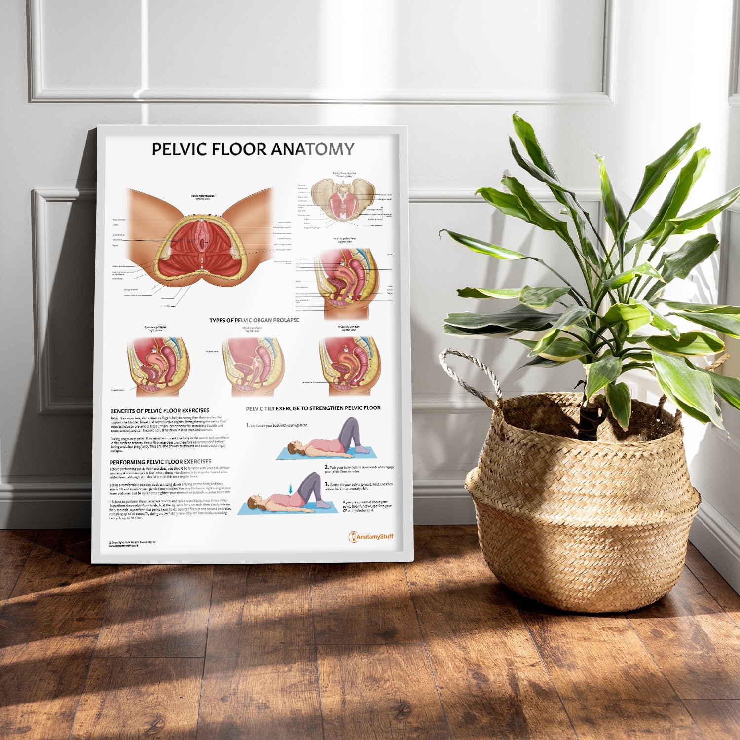 Pelvic Floor Anatomy Chart / Poster - Part of Collection