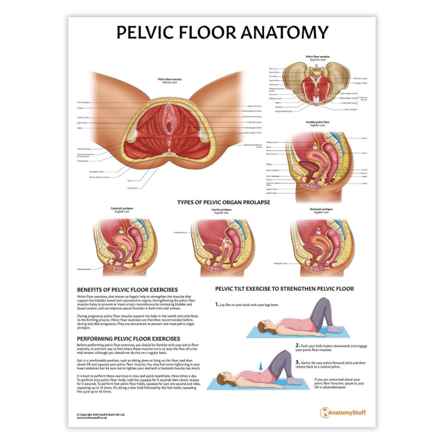 Pelvic Floor Anatomy Chart / Poster - Part of Collection