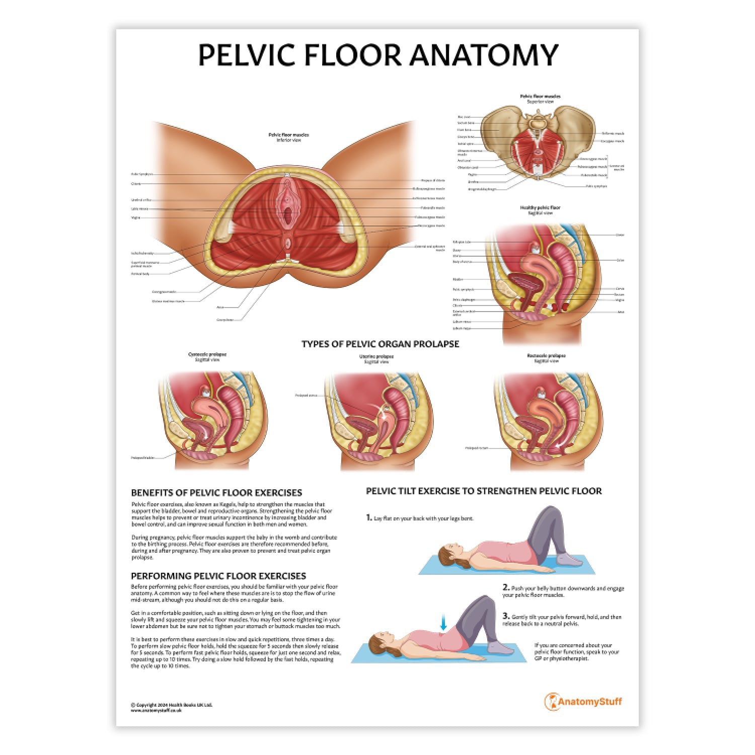 Pelvic Floor Anatomy Chart / Poster - Part of Collection