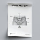 Switch Pelvis Anatomy Poster PDF 2 image