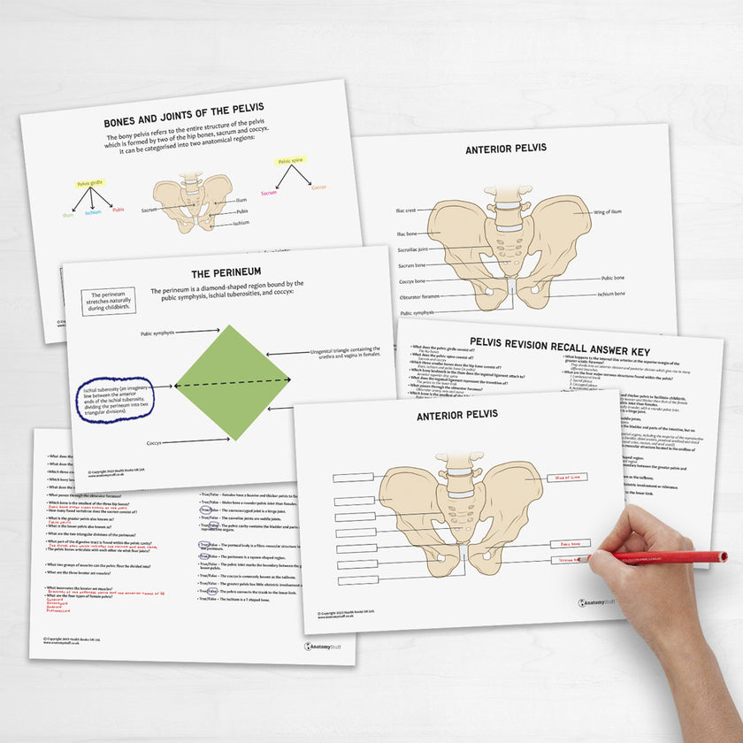 Pelvis Anatomy Revision Guide Concept Maps Labelled Guide