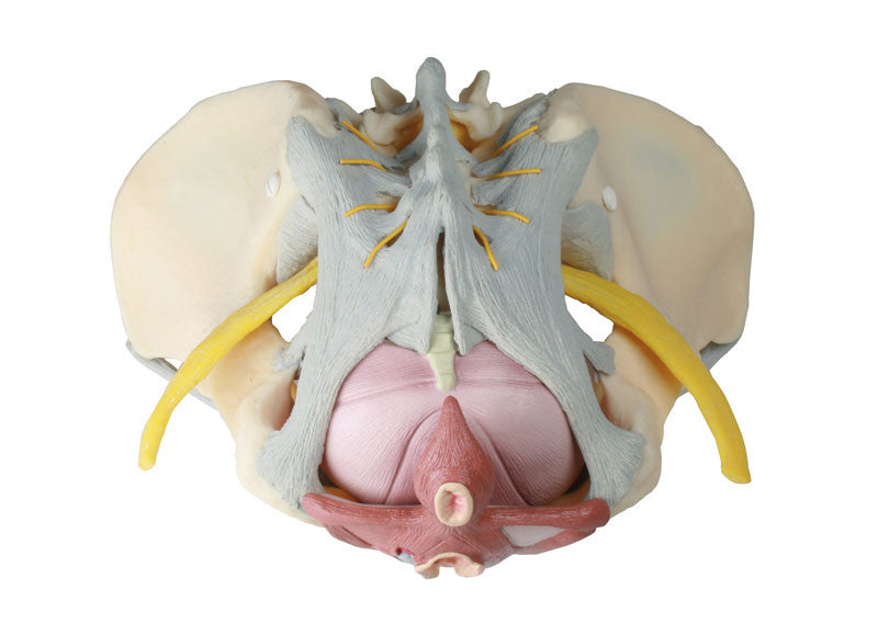 Pelvis Model with Ligaments, Nerves and Pelvic Floor Muscles