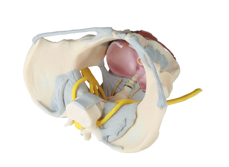 Pelvis Model with Ligaments, Nerves and Pelvic Floor Muscles