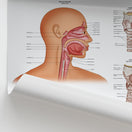 Switch Pharynx &amp; Larynx Anatomy Chart / Poster 2 image