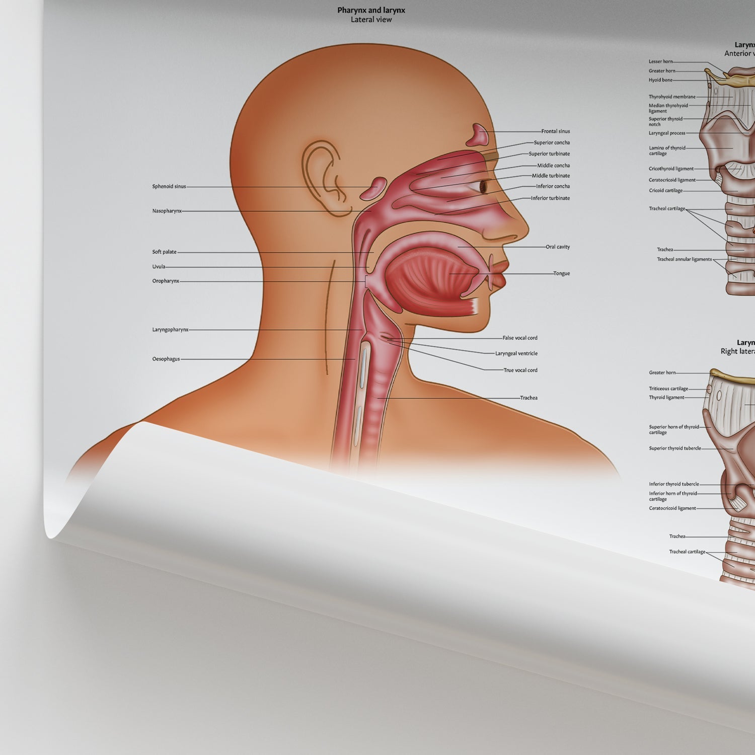 Pharynx & Larynx Anatomy Chart / Poster