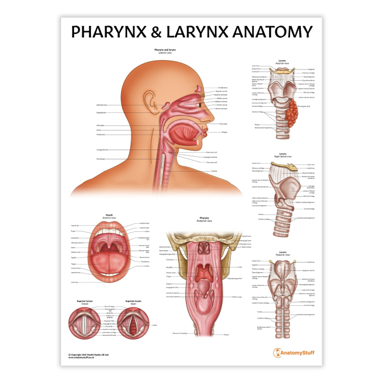 Pharinge Pharynx & Larynx Anatomy Poster | Throat Mouth Anatomical Chart ...