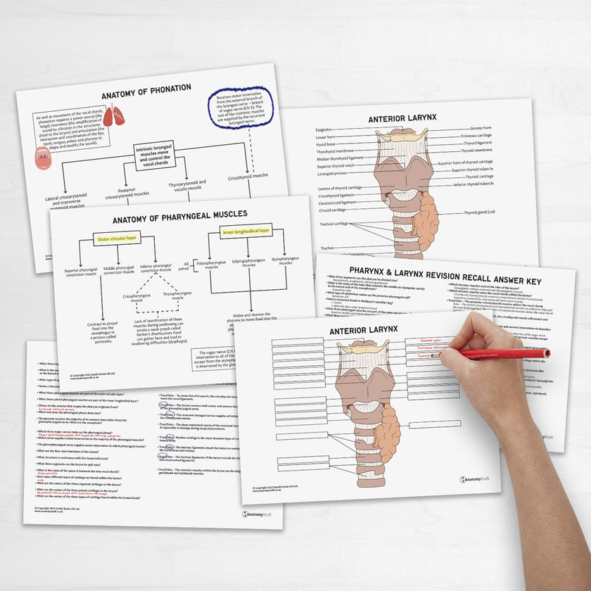 Pharynx & Larynx Anatomy Revision Guide Concept Maps Labelled Guide