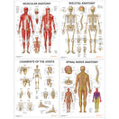 Switch Physiotherapy posters - muscles, skeleton, nerves 3 image