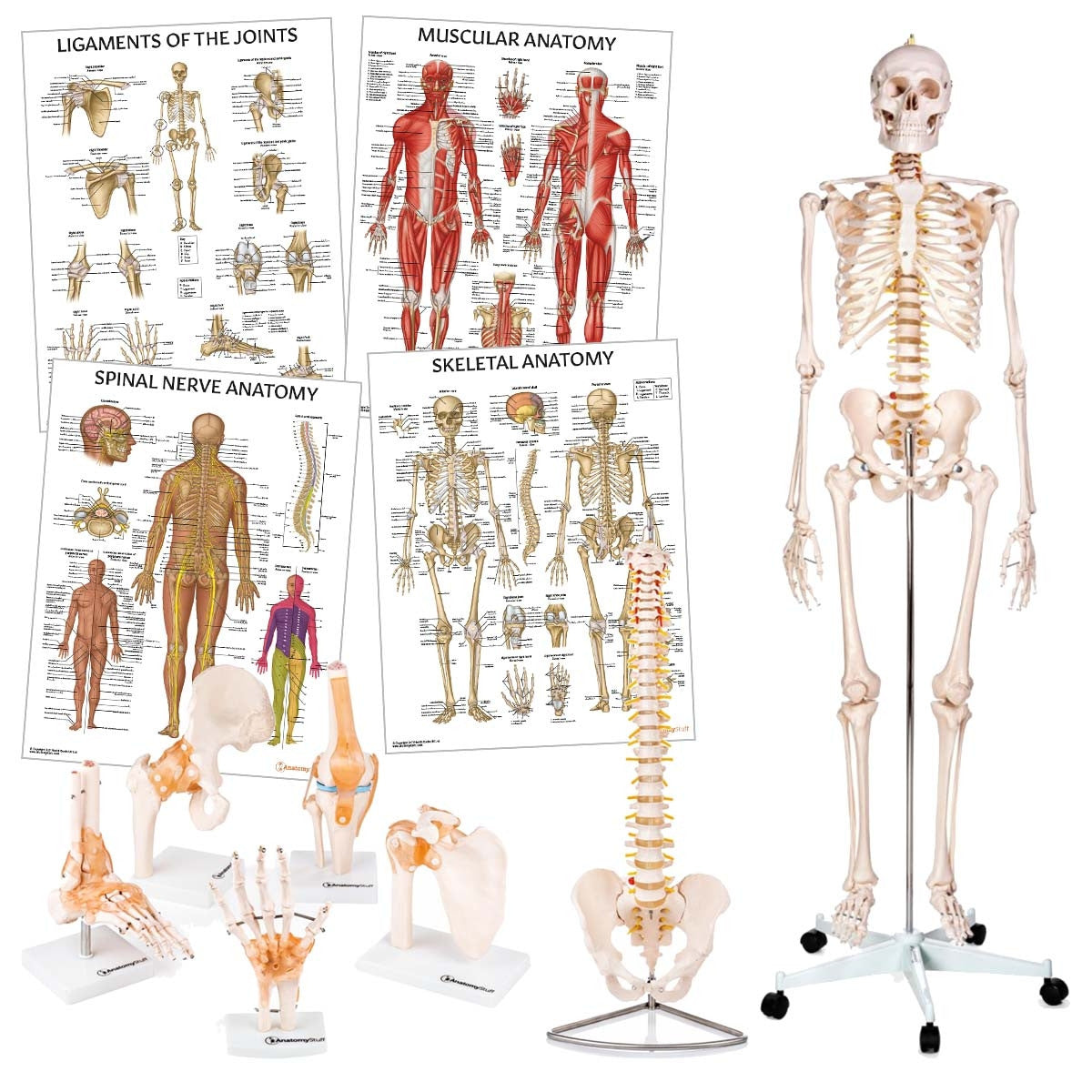 <strong>Physiotherapy Teaching Collection</strong>