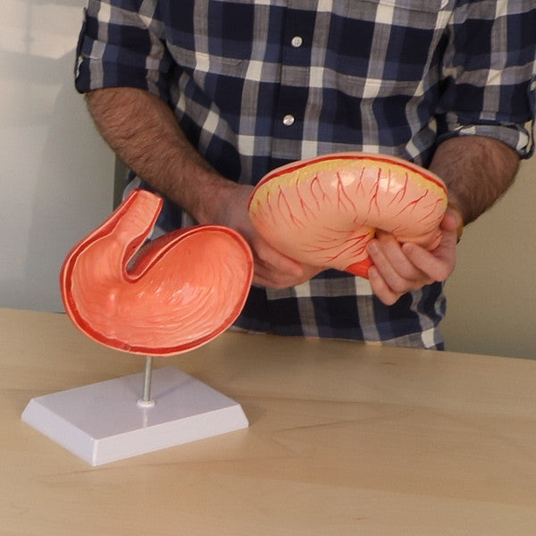 Pig Stomach Model (2 Part)
