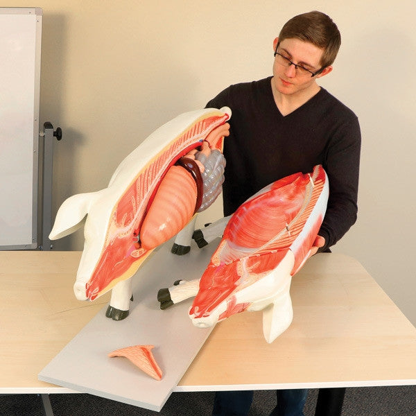 Image 3 44010101 16 Part Pig Model lifestyle