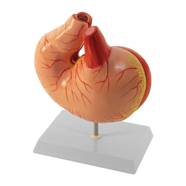 Pig Stomach Model (2 Part) - Part of Collection