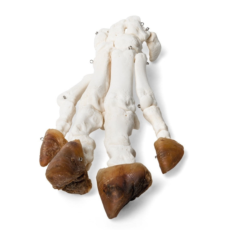 Pig Foot (Sus Scrofa Domesticus)