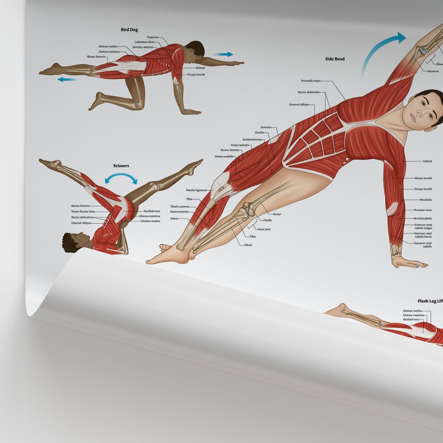 Pilates Anatomy Chart / Poster - Part of Collection