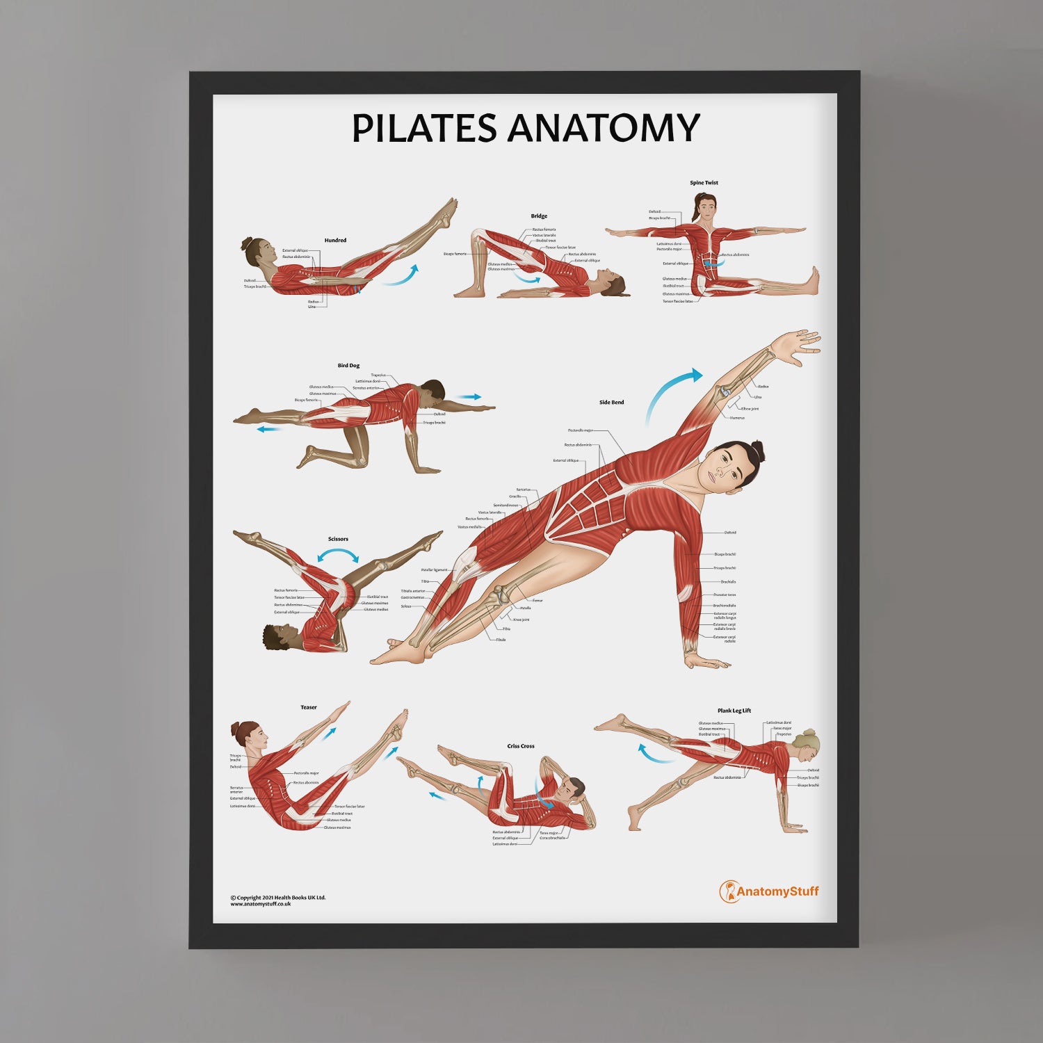 Pilates Anatomy Chart / Poster