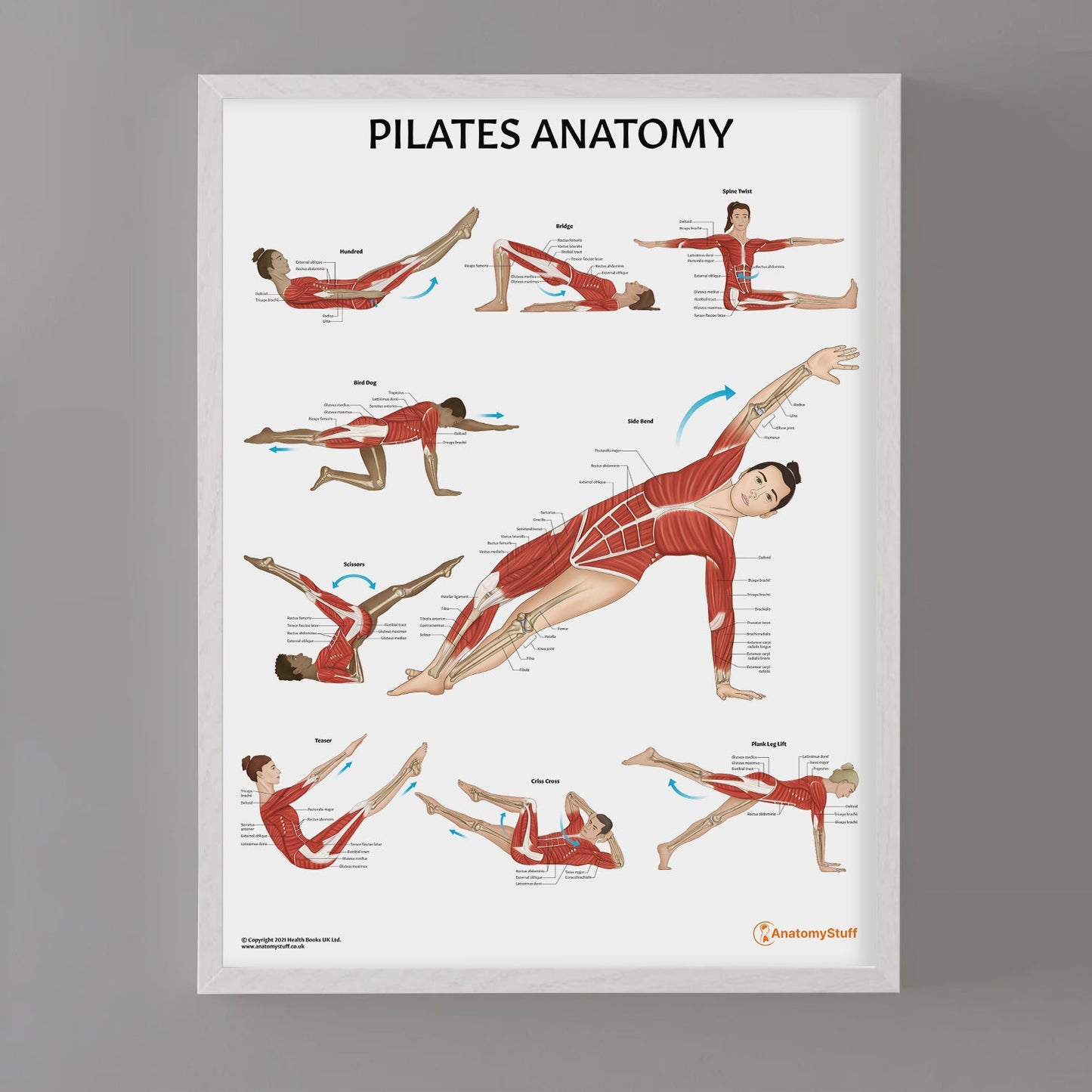 Pilates Anatomy Chart / Poster - Part of Collection