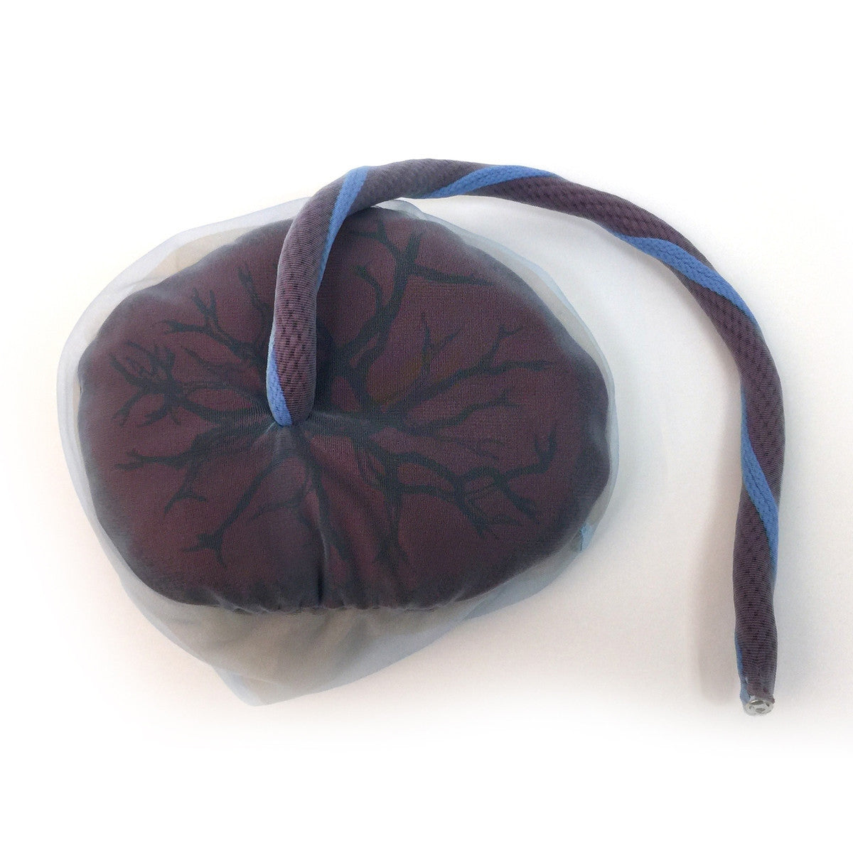Placenta / Cord / Amnion / Chorion Model