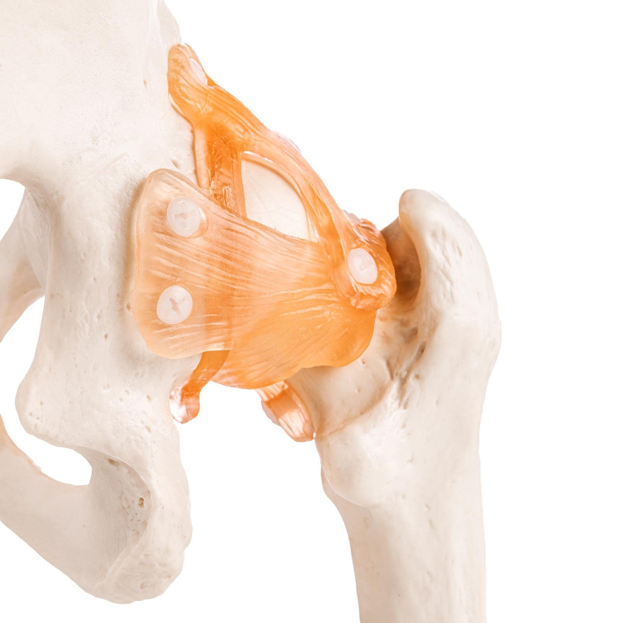 Budget Flexible Hip Model with Ligaments