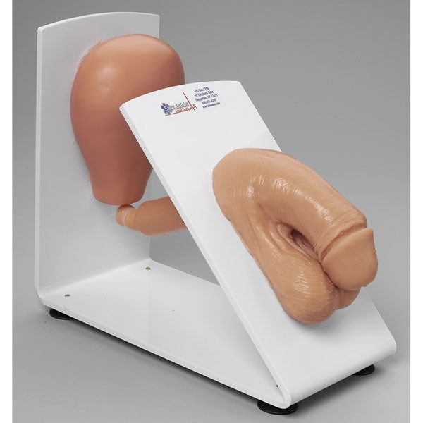 Male Catheterisation Model