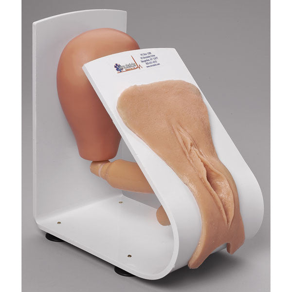 Female Catheterisation Model