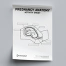 Switch Pregnancy Anatomy Activity Sheet PDF 2 image