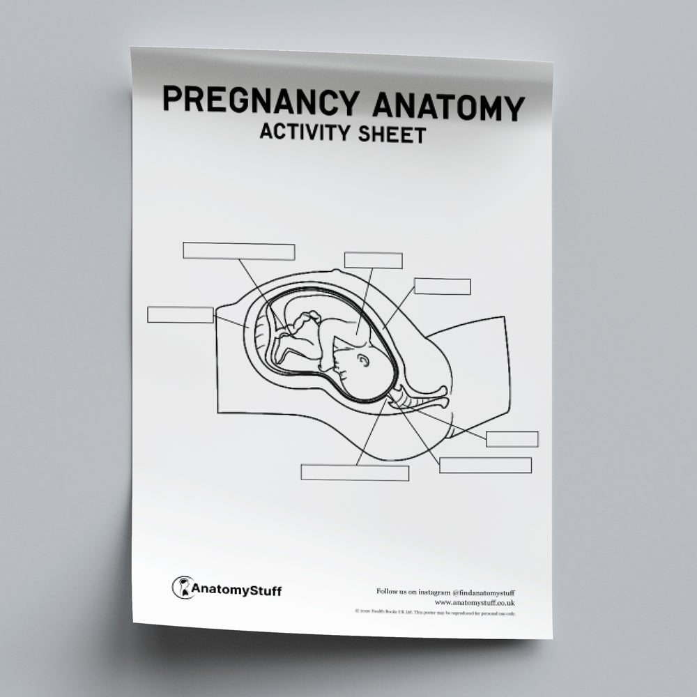 Pregnancy Anatomy Activity Sheet PDF