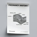 Switch Pregnancy Anatomy Poster PDF 2 image