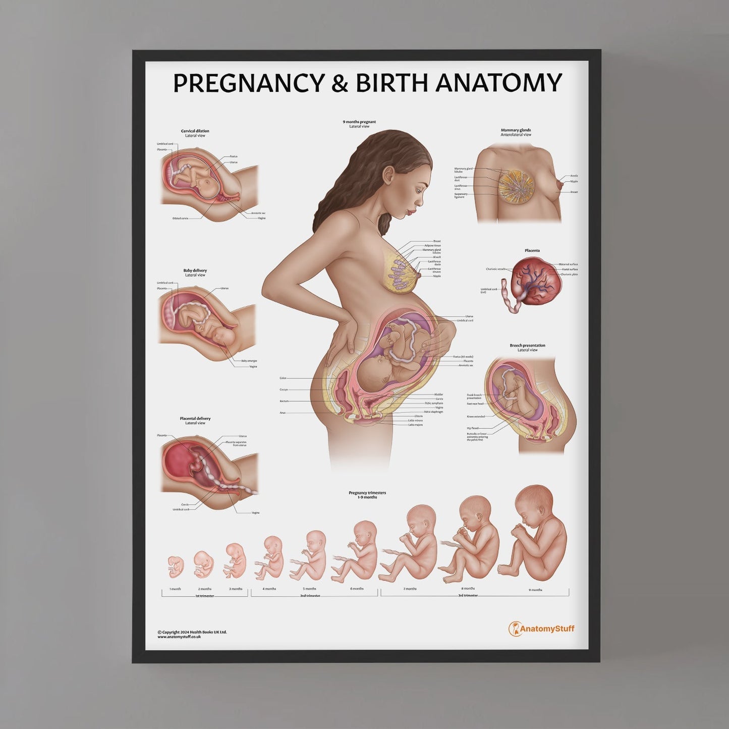 Pregnancy and Birth Chart / Poster - Part of Collection