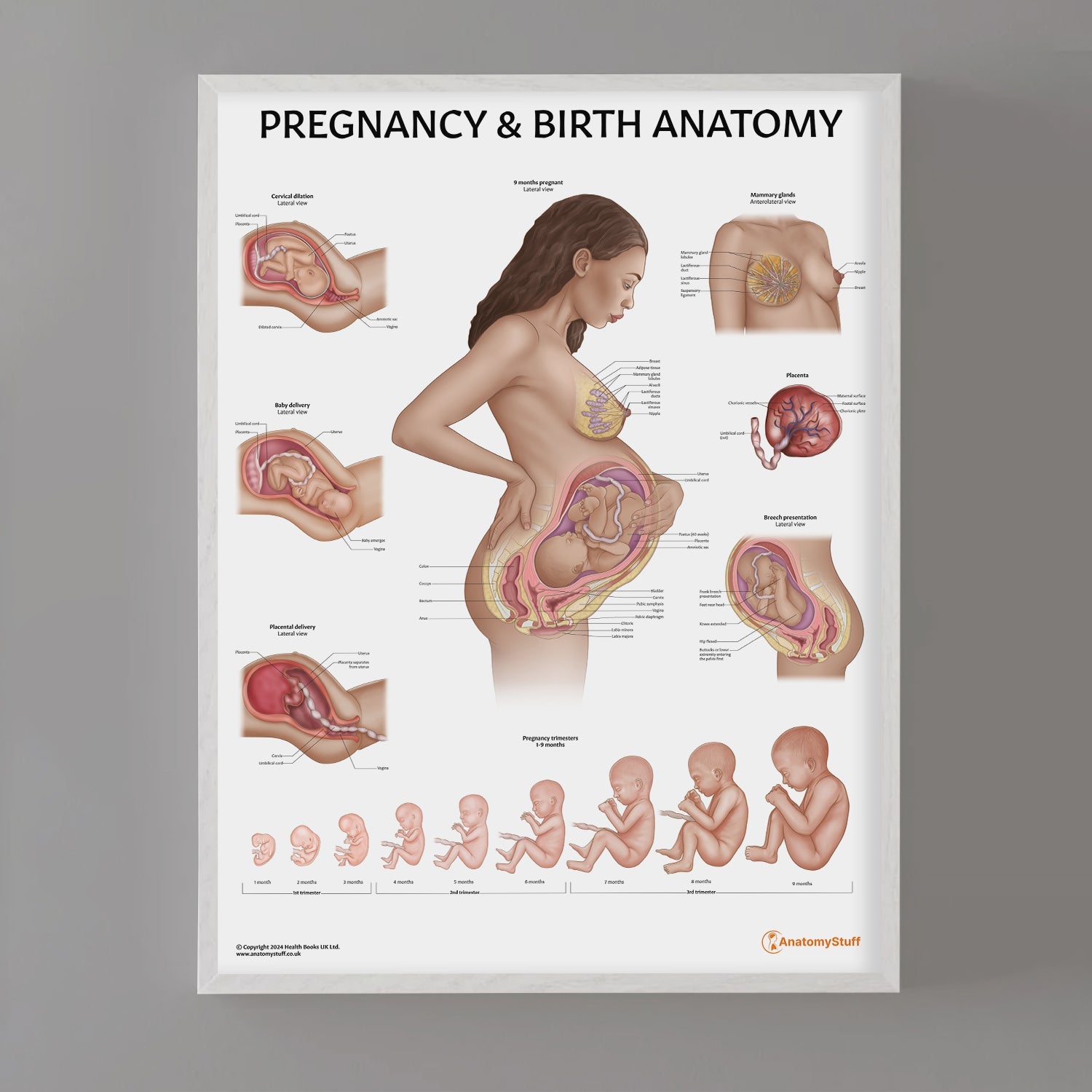 Pregnancy Birth Anatomy Poster Antenatal Chart Childbirth