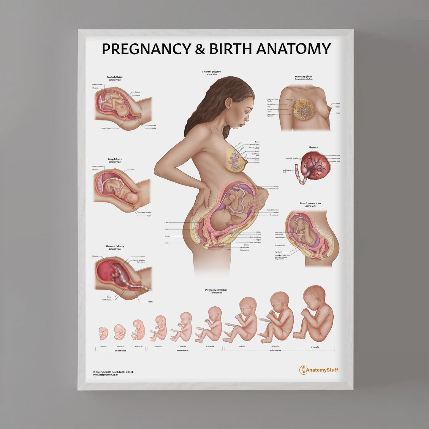 Pregnancy and Birth Chart / Poster - Part of Collection