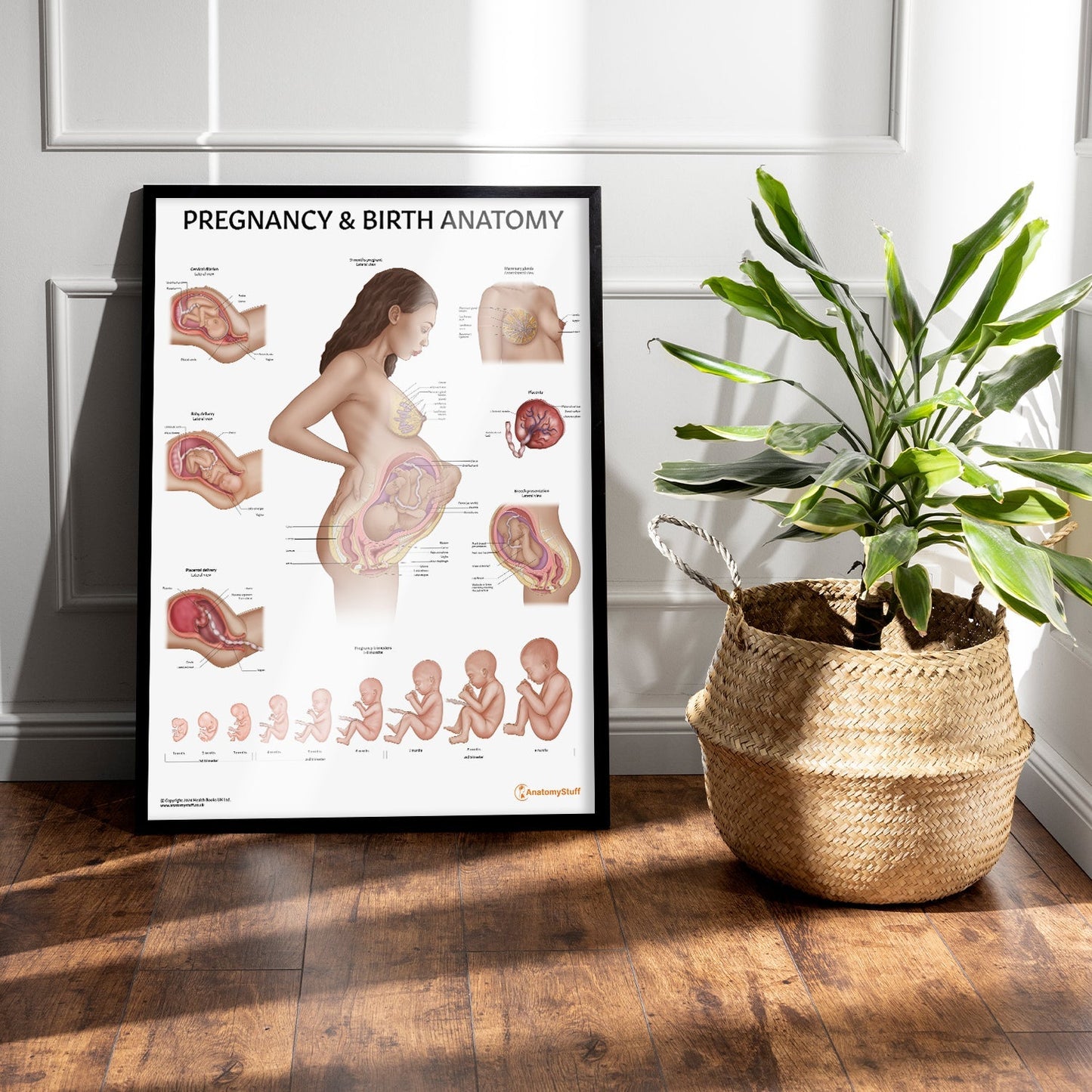 Pregnancy and Birth Chart / Poster - Part of Collection