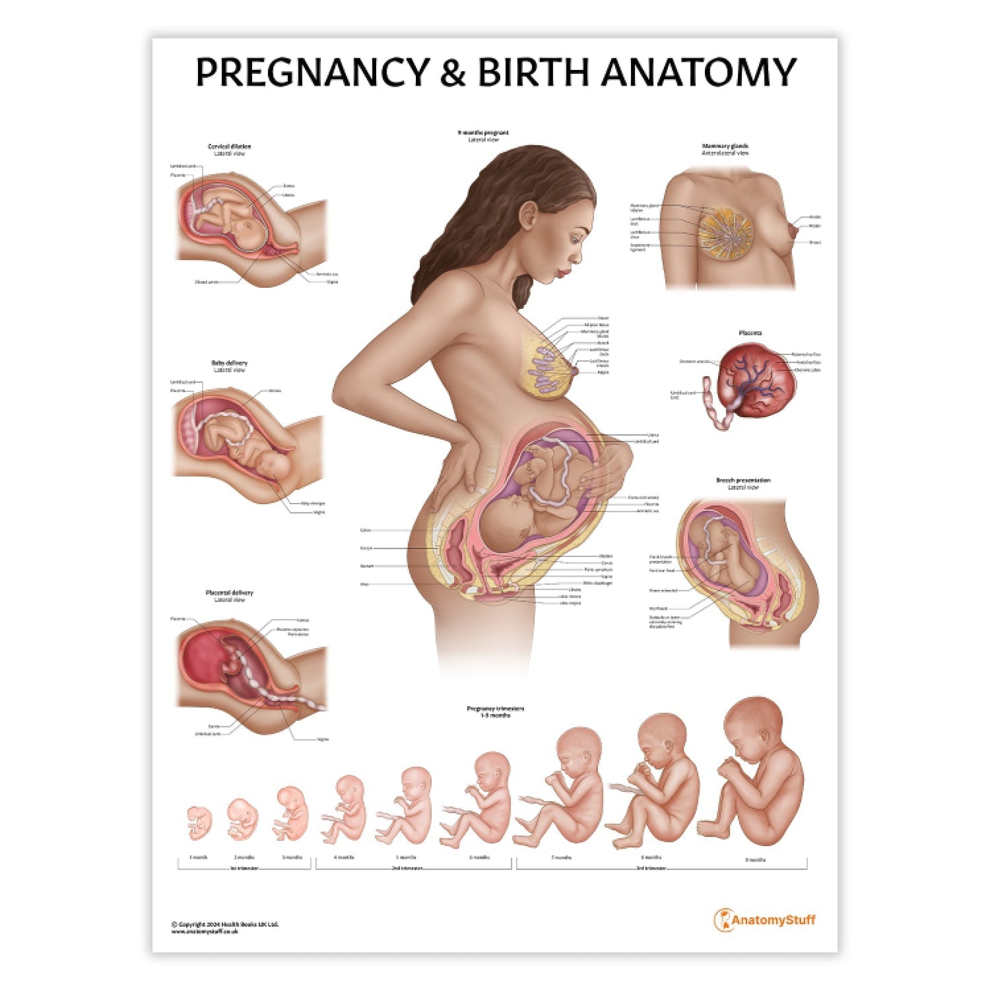 Pregnancy and Birth Chart / Poster - Part of Collection