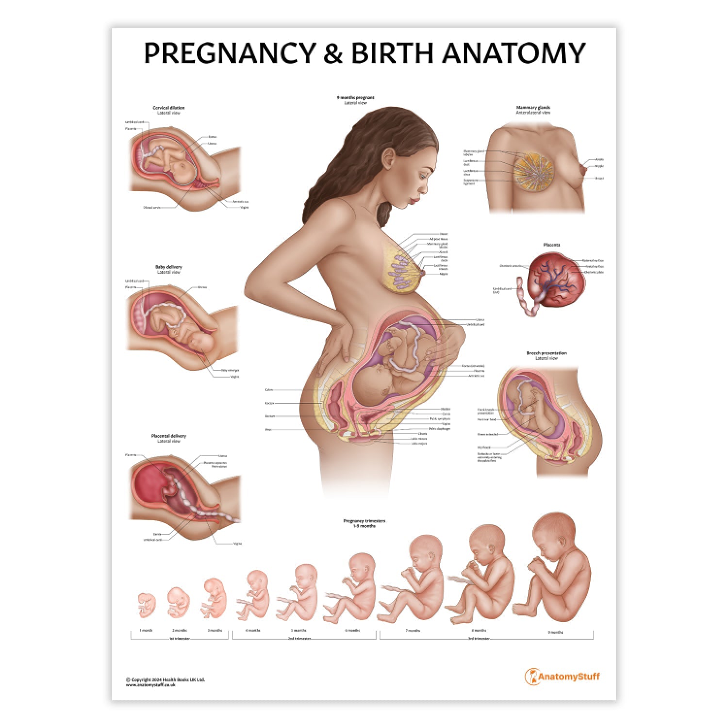 Pregnancy and Birth Chart / Poster - Part of Collection