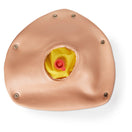 Switch Light Skin Tone Pregnant Overlay with Foetus for Obstetrical Training Manikin 2 image
