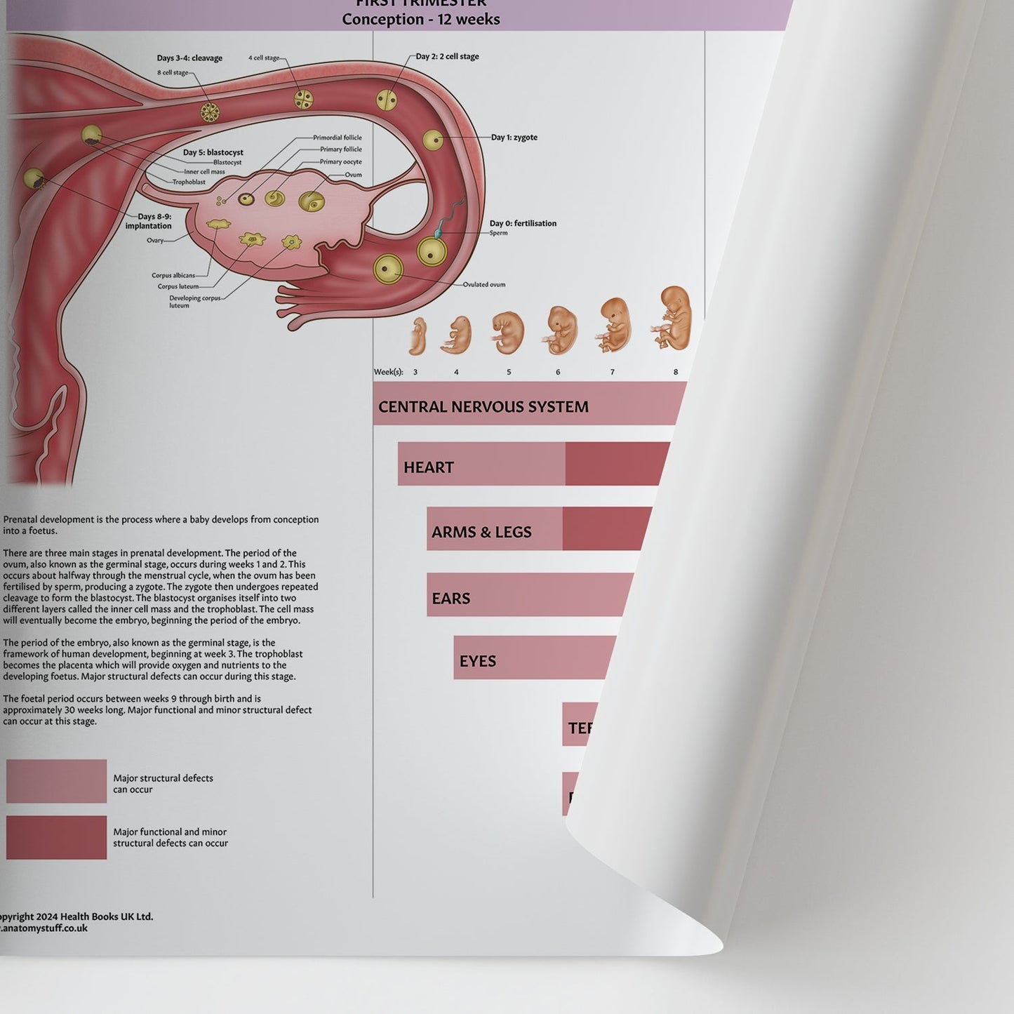 Prenatal Development Chart / Poster - Part of Collection