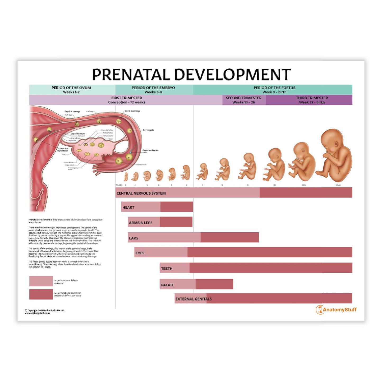 Prenatal Development Chart / Poster - Part of Collection