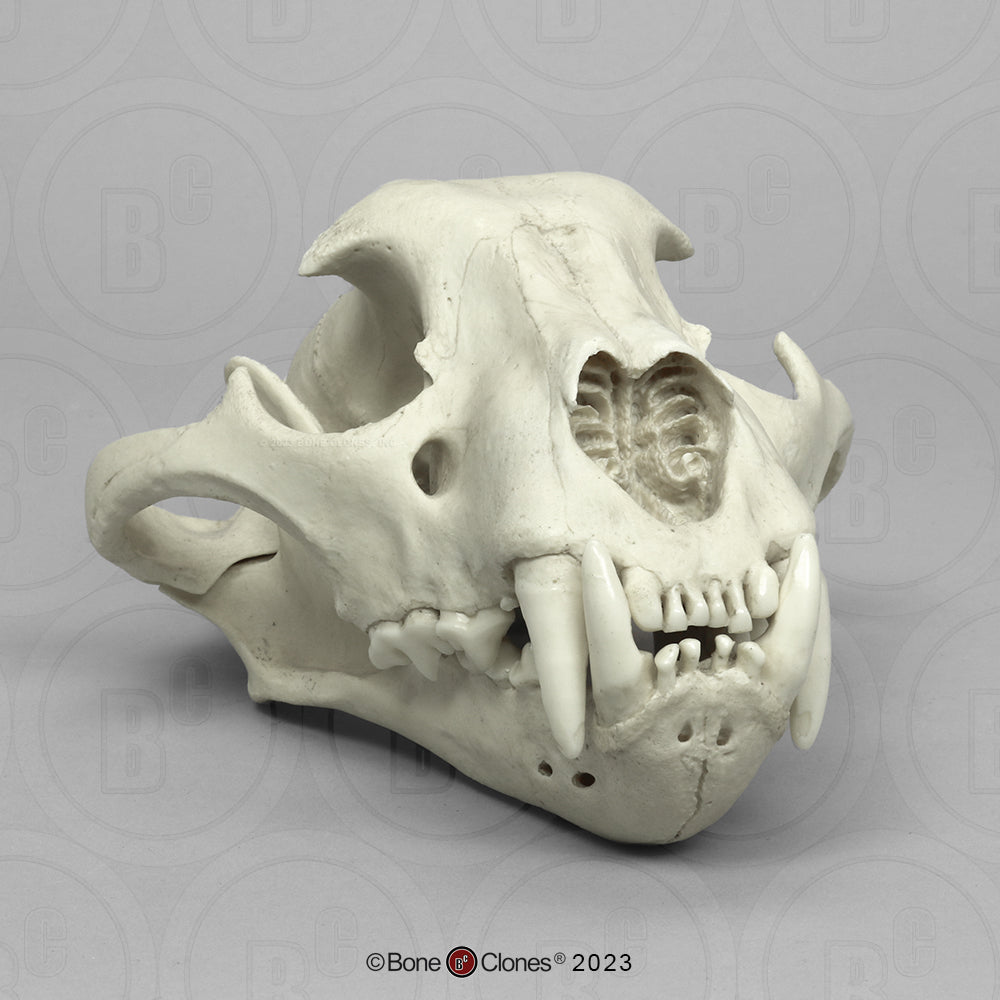 Bone Clones Wild Cat Skulls